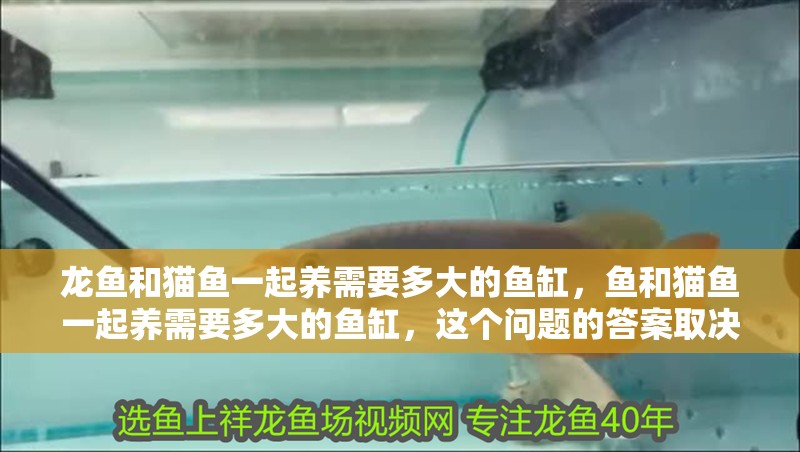 龍魚和貓魚一起養需要多大的魚缸，魚和貓魚一起養需要多大的魚缸，這個問題的答案取決于多種因素