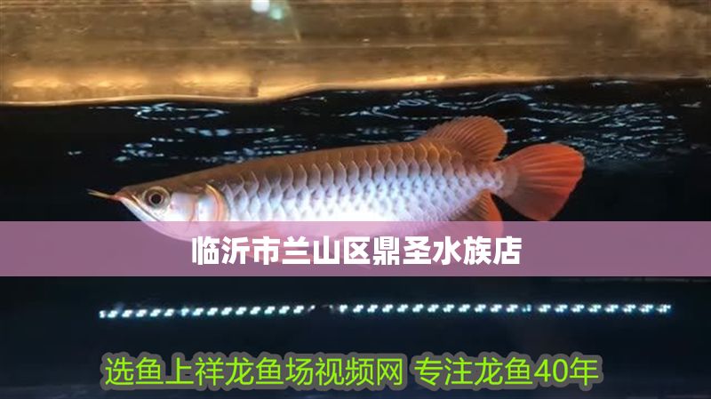 臨沂市蘭山區鼎圣水族店 全國水族館企業名錄 第1張 臨沂市蘭山區鼎圣水族店 臨沂市蘭山區鼎圣水族店 全國水族館企業名錄 第1張