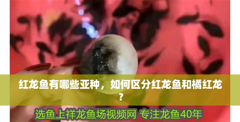紅龍魚有哪些亞種，如何區分紅龍魚和橘紅龍？