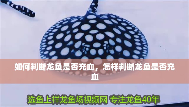 如何判斷龍魚是否充血，怎樣判斷龍魚是否充血