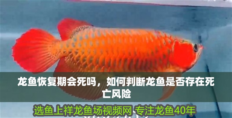 龍魚恢復期會死嗎，如何判斷龍魚是否存在死亡風險