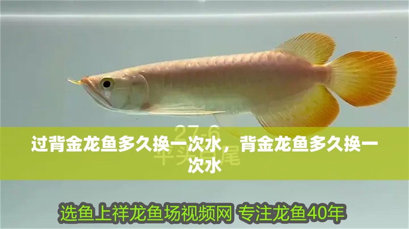 過背金龍魚多久換一次水，背金龍魚多久換一次水