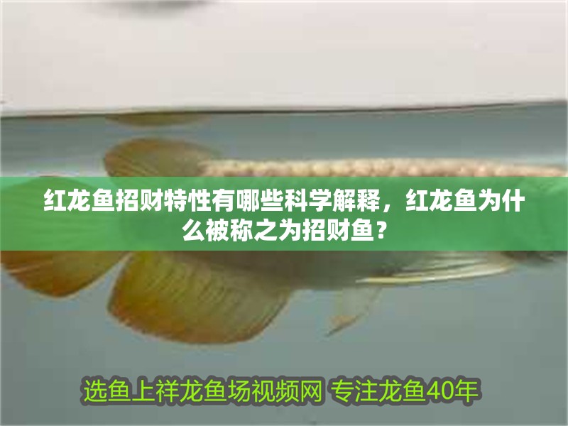 紅龍魚招財特性有哪些科學解釋，紅龍魚為什么被稱之為招財魚？