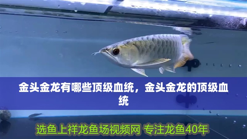 金頭金龍有哪些頂級血統，金頭金龍的頂級血統