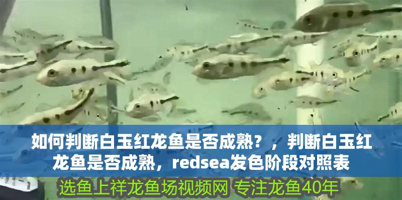 如何判斷白玉紅龍魚是否成熟？，判斷白玉紅龍魚是否成熟，redsea發色階段對照表
