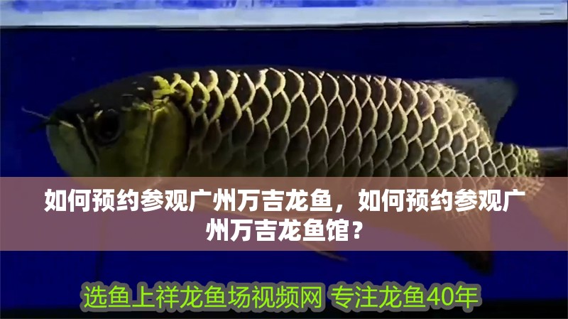 如何預約參觀廣州萬吉龍魚，如何預約參觀廣州萬吉龍魚館？