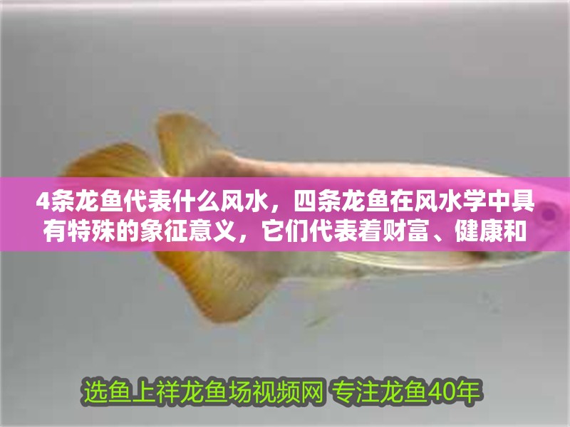 4條龍魚代表什么風水，四條龍魚在風水學中具有特殊的象征意義，它們代表著財富、健康和好運