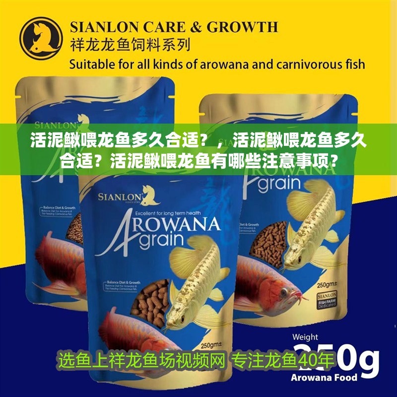 活泥鰍喂龍魚多久合適？，活泥鰍喂龍魚多久合適？活泥鰍喂龍魚有哪些注意事項？ 活泥鰍喂龍魚多久合適？，活泥鰍喂龍魚多久合適？活泥鰍喂龍魚有哪些注意事項？ 龍魚百科