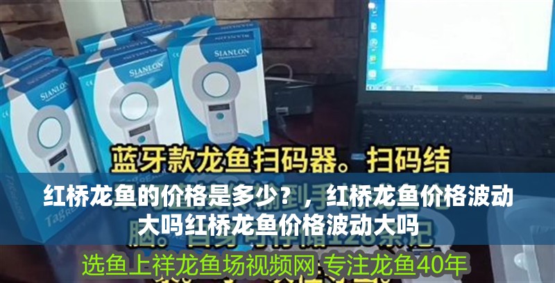 紅橋龍魚的價格是多少？，紅橋龍魚價格波動大嗎紅橋龍魚價格波動大嗎