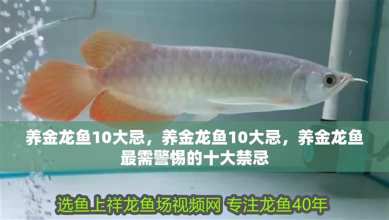 養金龍魚10大忌，養金龍魚10大忌，養金龍魚最需警惕的十大禁忌