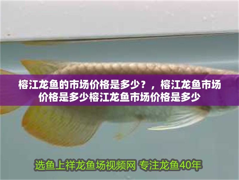 <strong><mark>榕江</mark></strong>龍魚的市場價格是多少？，<strong><mark>榕江</mark></strong>龍魚市場價格是多少<strong><mark>榕江</mark></strong>龍魚市場價格是多少