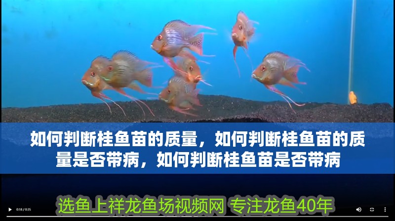 如何判斷桂魚苗的質量，如何判斷桂魚苗的質量是否帶病，如何判斷桂魚苗是否帶病