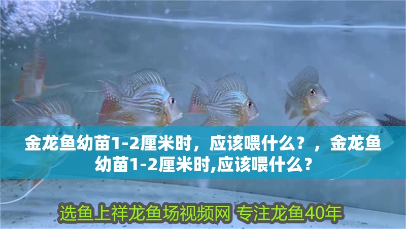 金龍魚幼苗1-2厘米時，應(yīng)該喂什么？，金龍魚幼苗1-2厘米時,應(yīng)該喂什么？