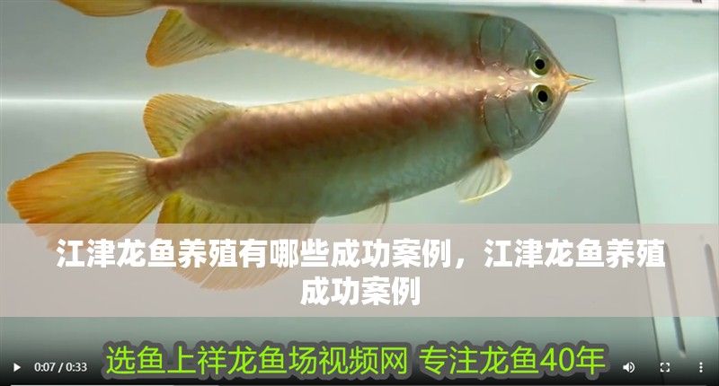 江津龍魚養(yǎng)殖有哪些成功案例，江津龍魚養(yǎng)殖成功案例