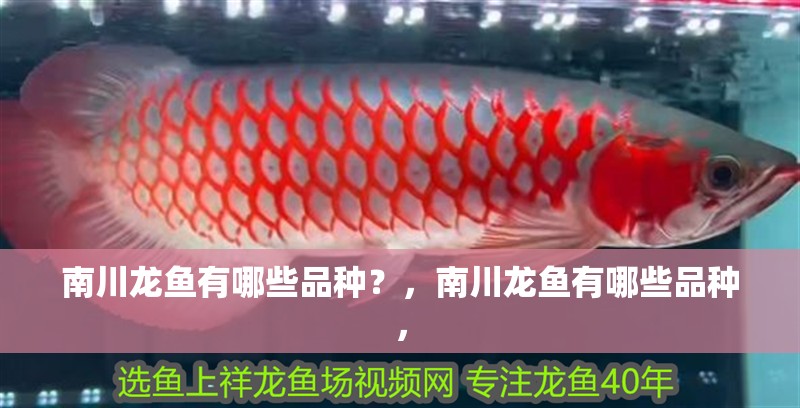 南川龍魚(yú)有哪些品種？，南川龍魚(yú)有哪些品種，