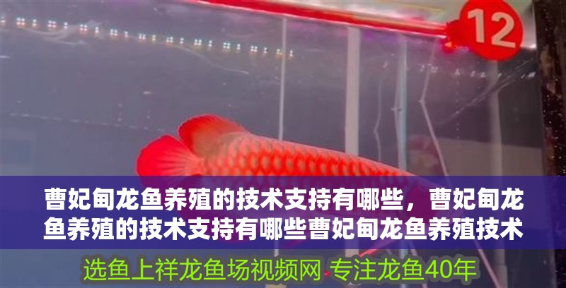 <strong><mark>曹妃甸</mark></strong>龍魚養(yǎng)殖的技術(shù)支持有哪些，<strong><mark>曹妃甸</mark></strong>龍魚養(yǎng)殖的技術(shù)支持有哪些<strong><mark>曹妃甸</mark></strong>龍魚養(yǎng)殖技術(shù)支持