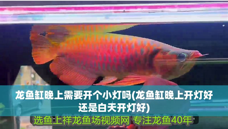 龍魚缸晚上需要開個小燈嗎(龍魚缸晚上開燈好還是白天開燈好)