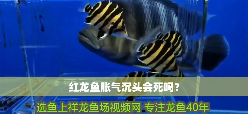 紅龍魚脹氣沉頭會(huì)死嗎？