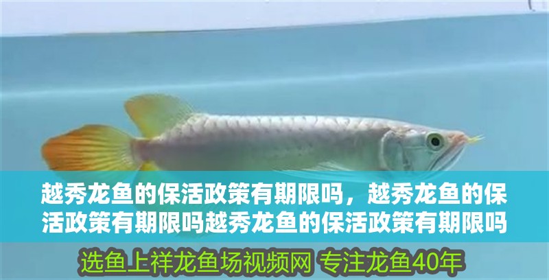 越秀龍魚的保活政策有期限嗎，越秀龍魚的保活政策有期限嗎越秀龍魚的保活政策有期限嗎
