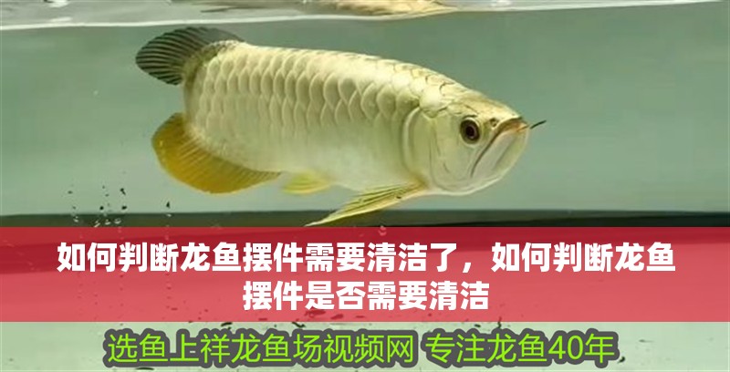 如何判斷龍魚擺件需要清潔了，如何判斷龍魚擺件是否需要清潔