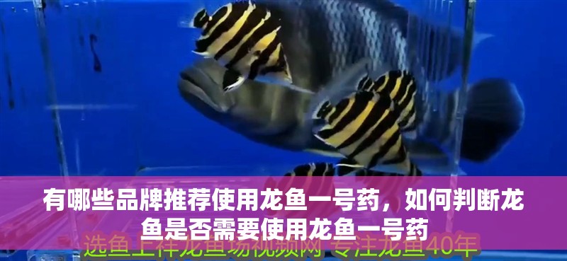 有哪些品牌推薦使用龍魚一號藥，如何判斷龍魚是否需要使用龍魚一號藥