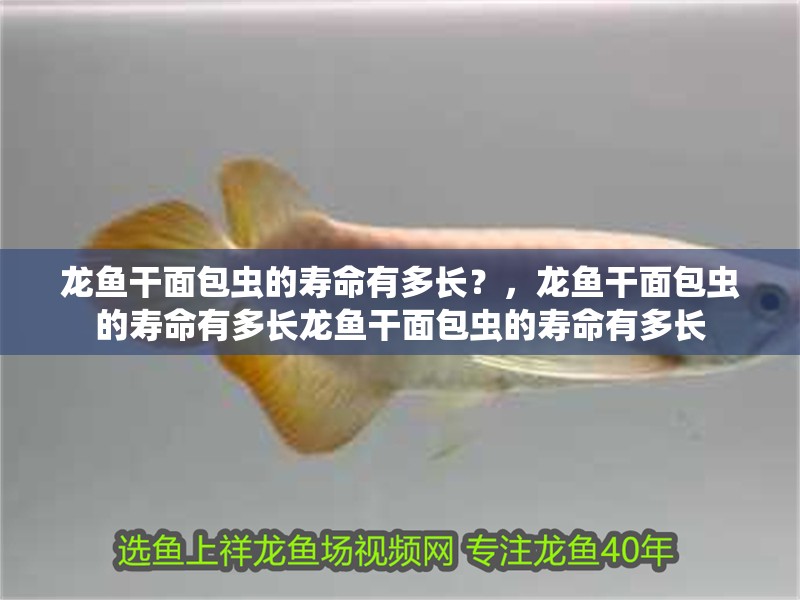 龍魚干面包蟲的壽命有多長？，龍魚干面包蟲的壽命有多長龍魚干面包蟲的壽命有多長