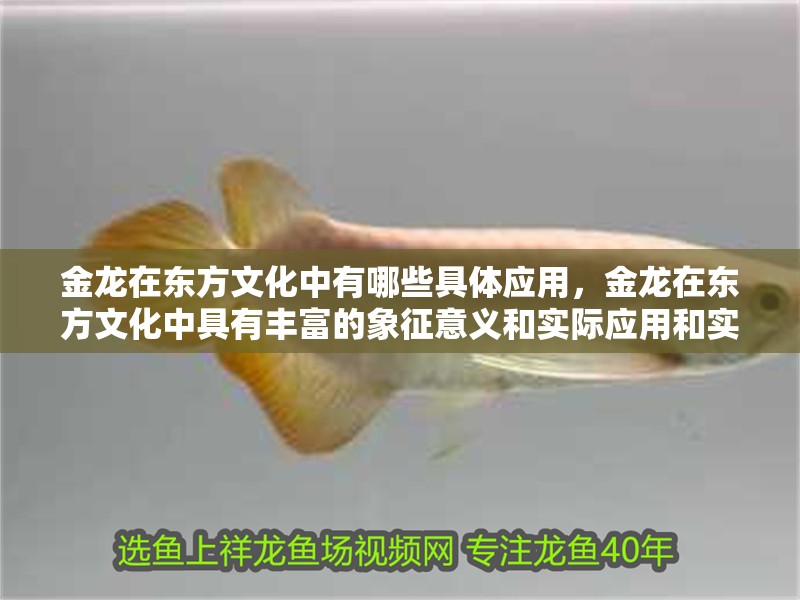 金龍?jiān)跂|方文化中有哪些具體應(yīng)用，金龍?jiān)跂|方文化中具有豐富的象征意義和實(shí)際應(yīng)用和實(shí)際應(yīng)用