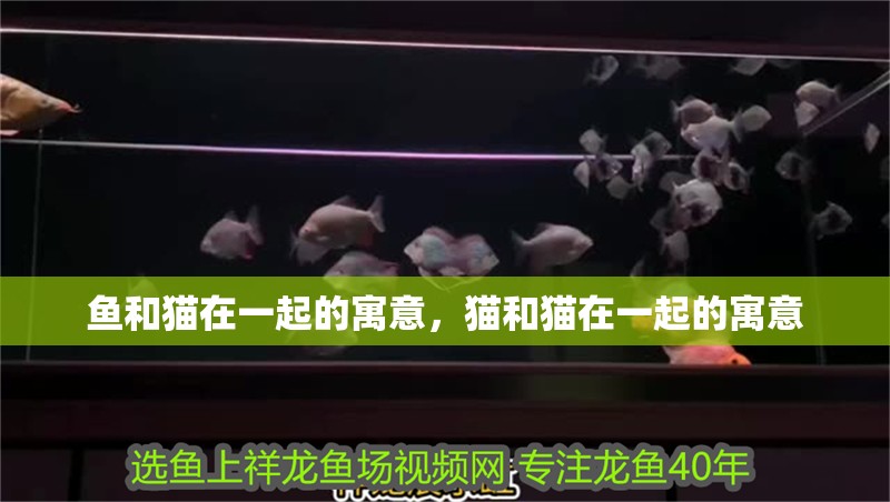 魚和貓在一起的寓意，貓和貓在一起的寓意