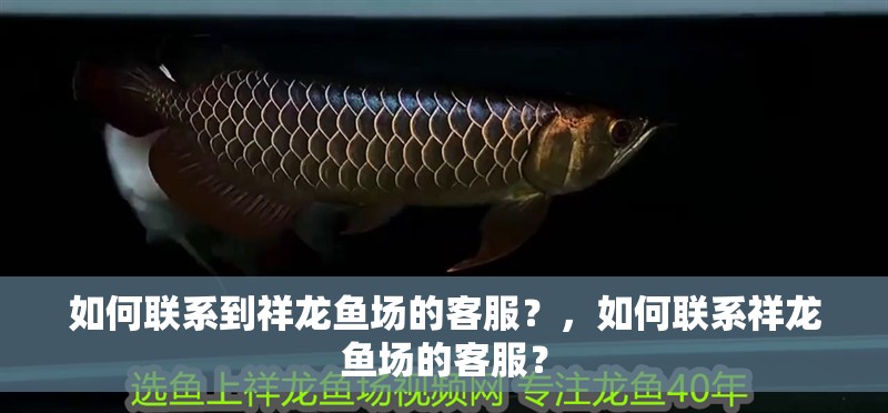 如何聯(lián)系到祥龍魚場(chǎng)的客服？，如何聯(lián)系祥龍魚場(chǎng)的客服？ 如何聯(lián)系到祥龍魚場(chǎng)的客服？，如何聯(lián)系祥龍魚場(chǎng)的客服？ 龍魚百科