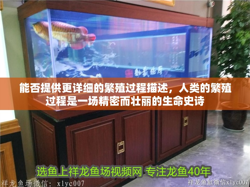 能否提供更詳細的繁殖過程描述，人類的繁殖過程是一場精密而壯麗的生命史詩