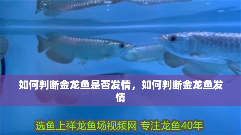 如何判斷金龍魚是否發(fā)情，如何判斷金龍魚發(fā)情