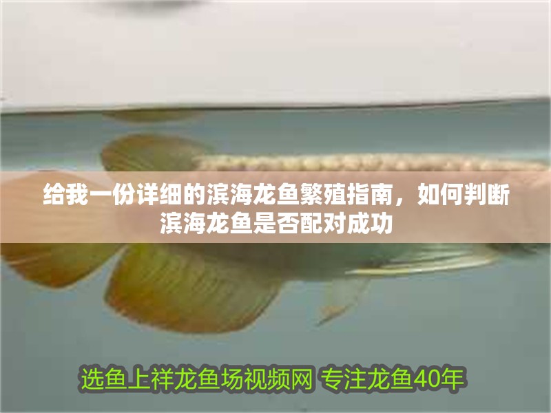 給我一份詳細的濱海龍魚繁殖指南，如何判斷濱海龍魚是否配對成功