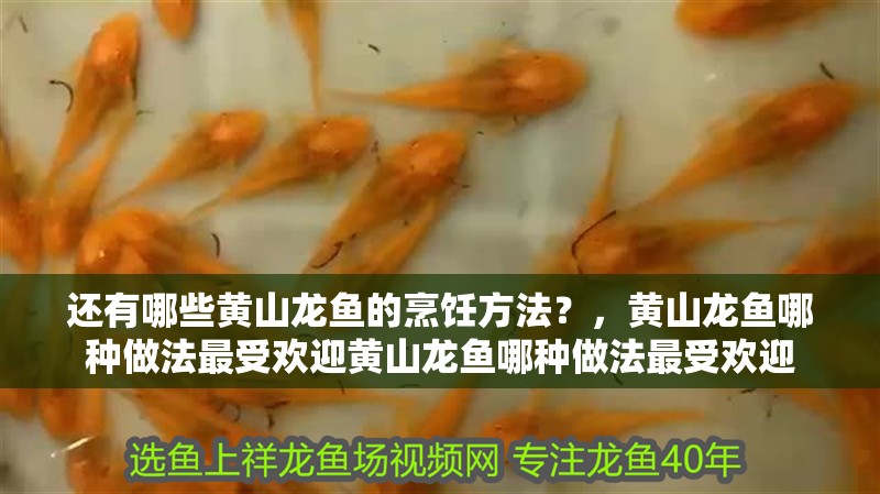 還有哪些黃山龍魚的烹飪方法？，黃山龍魚哪種做法最受歡迎黃山龍魚哪種做法最受歡迎