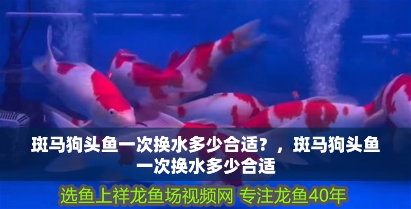 斑馬狗頭魚一次換水多少合適？，斑馬狗頭魚一次換水多少合適