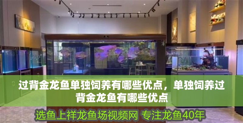 過背金龍魚單獨飼養有哪些優點，單獨飼養過背金龍魚有哪些優點