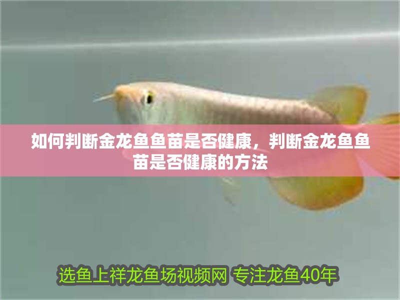 如何判斷金龍魚魚苗是否健康，判斷金龍魚魚苗是否健康的方法