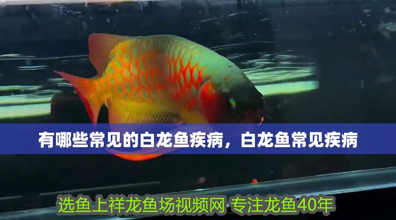 有哪些常見的白龍魚疾病，白龍魚常見疾病