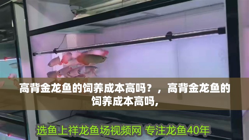 高背金龍魚的飼養成本高嗎？，高背金龍魚的飼養成本高嗎,
