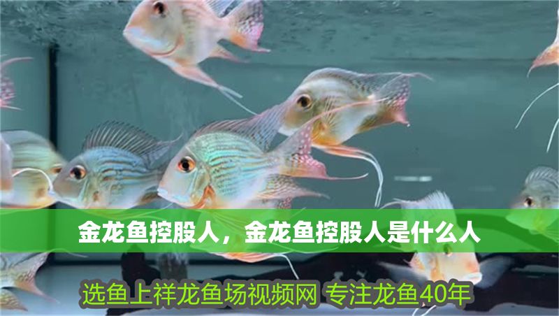 金龍魚控股人，金龍魚控股人是什么人