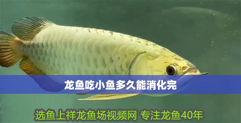 龍魚吃小魚多久能消化完