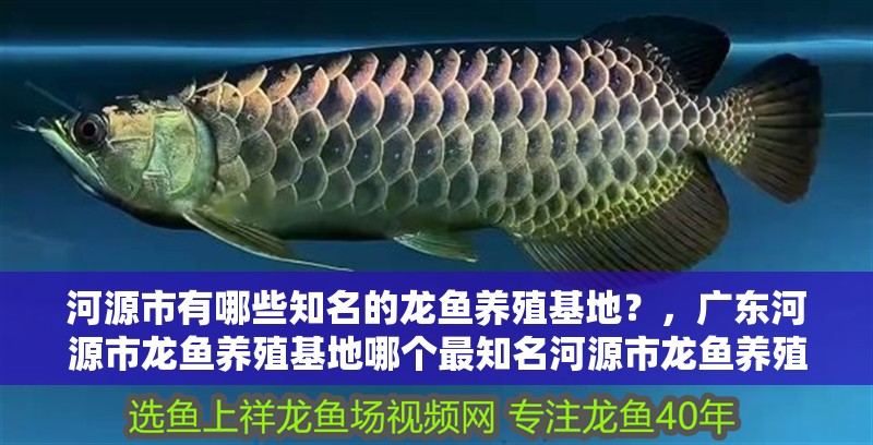 <strong><mark>河源</mark></strong>市有哪些知名的龍魚養(yǎng)殖基地？，廣東<strong><mark>河源</mark></strong>市龍魚養(yǎng)殖基地哪個(gè)最知名<strong><mark>河源</mark></strong>市龍魚養(yǎng)殖基地