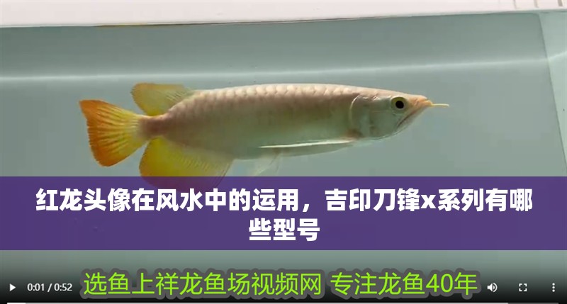 紅龍頭像在風水中的運用，吉印刀鋒x系列有哪些型號