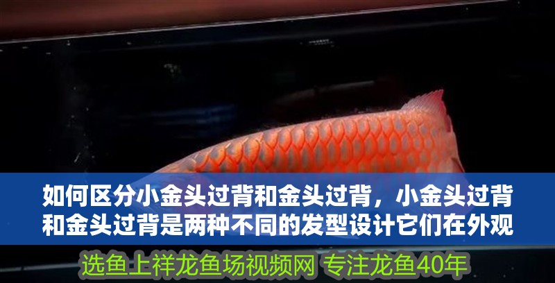 如何區(qū)分小金頭過背和金頭過背，小金頭過背和金頭過背是兩種不同的發(fā)型設(shè)計它們在外觀上有明顯區(qū)別