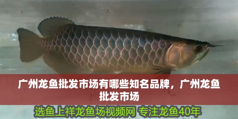 廣州龍魚批發市場有哪些知名品牌，廣州龍魚批發市場 廣州龍魚批發市場有哪些知名品牌，廣州龍魚批發市場 龍魚百科