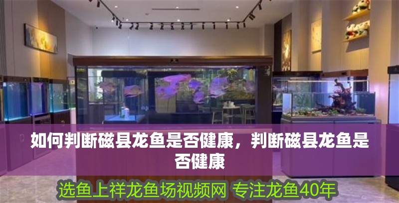 如何判斷磁縣龍魚是否健康，判斷磁縣龍魚是否健康