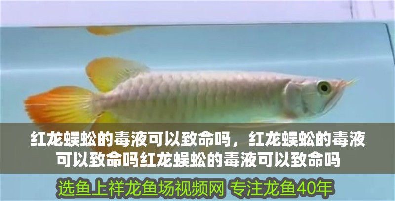 紅龍蜈蚣的毒液可以致命嗎，紅龍蜈蚣的毒液可以致命嗎紅龍蜈蚣的毒液可以致命嗎