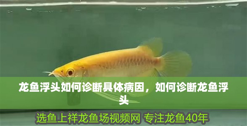 龍魚浮頭如何診斷具體病因，如何診斷龍魚浮頭