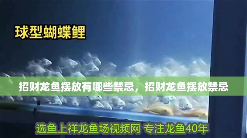 招財龍魚擺放有哪些禁忌，招財龍魚擺放禁忌