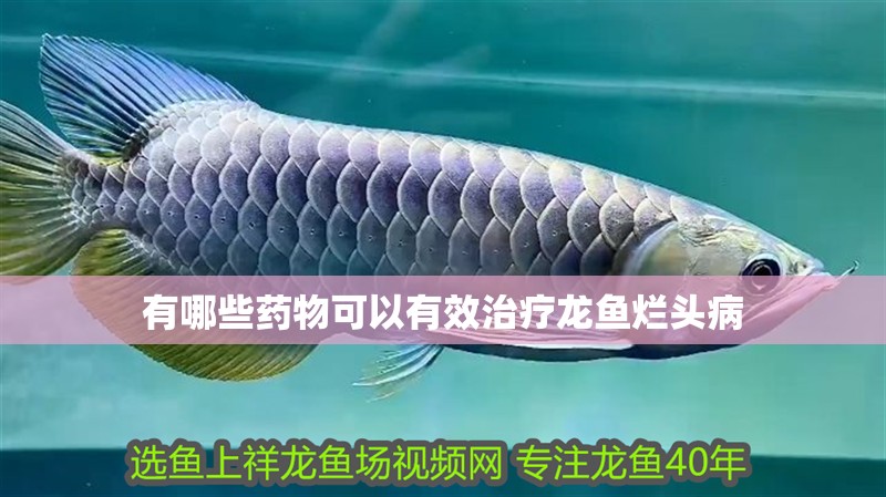 龍魚干蝦有營(yíng)養(yǎng)嗎 有哪些藥物可以有效治療龍魚爛頭病 龍魚百科 有哪些藥物可以有效治療龍魚爛頭病 有哪些藥物可以有效治療龍魚爛頭病 龍魚百科