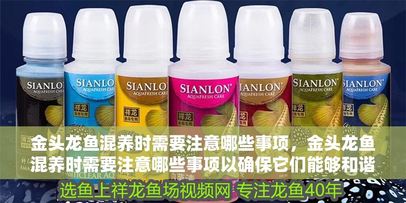 金頭龍魚混養時需要注意哪些事項，金頭龍魚混養時需要注意哪些事項以確保它們能夠和諧共處